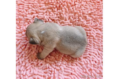 成約済の山口県のフレンチブルドッグ-166957の5枚目
