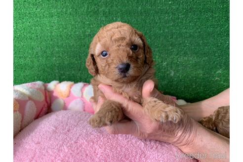 成約済の福岡県のタイニープードル-166961の1枚目