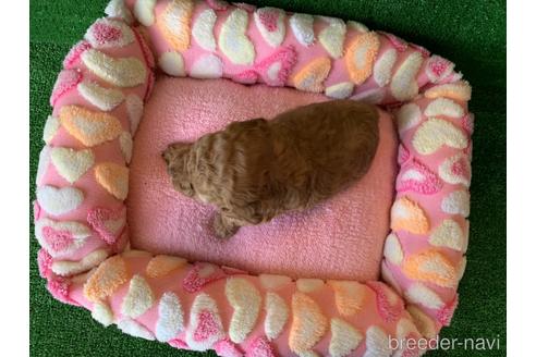 成約済の福岡県のタイニープードル-166961の3枚目