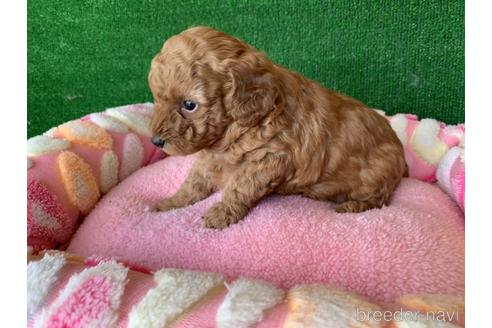 成約済の福岡県のタイニープードル-166961の2枚目