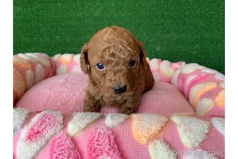 成約済の福岡県のトイプードル-166964の1枚目