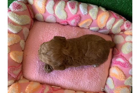 成約済の福岡県のトイプードル-166964の3枚目