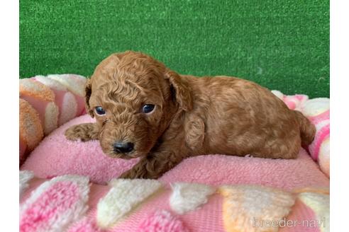 成約済の福岡県のトイプードル-166964の2枚目
