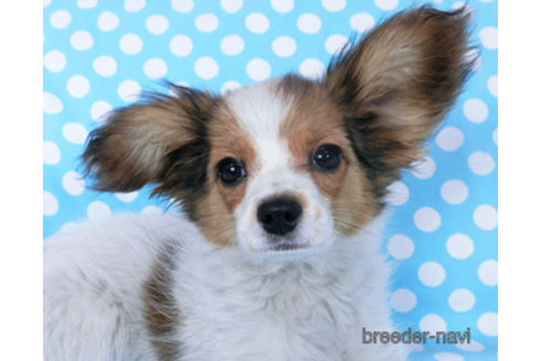 成約済の千葉県のパピヨン-159996の8枚目