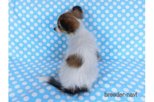 成約済の千葉県のパピヨン-159996の7枚目