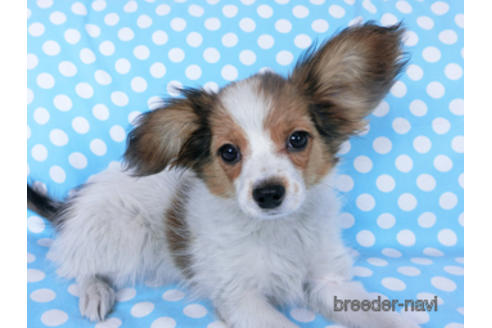 成約済の千葉県のパピヨン-159996の6枚目