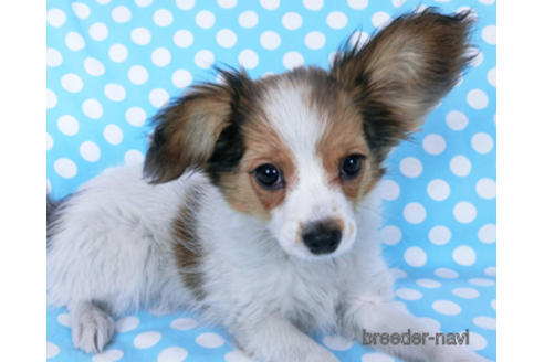 成約済の千葉県のパピヨン-159996の5枚目