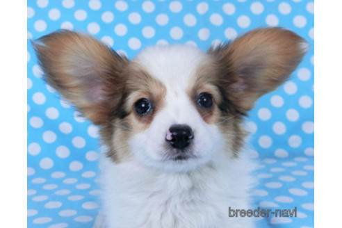 成約済の千葉県のパピヨン-162857の12枚目