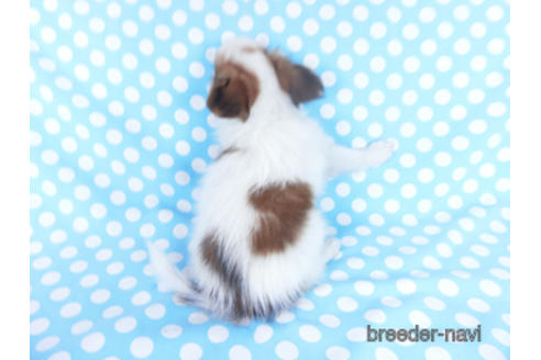 成約済の千葉県のパピヨン-162857の11枚目