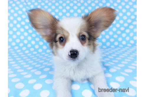 成約済の千葉県のパピヨン-162857の10枚目