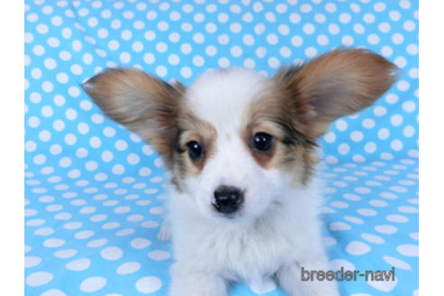 成約済の千葉県のパピヨン-162857の9枚目