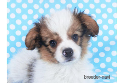 成約済の千葉県のパピヨン-162861の1枚目