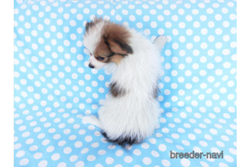 成約済の千葉県のパピヨン-162861の4枚目