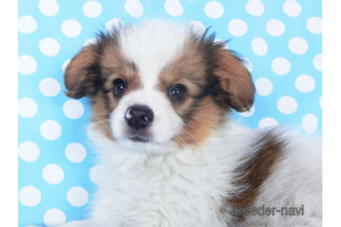 成約済の千葉県のパピヨン-162861の3枚目