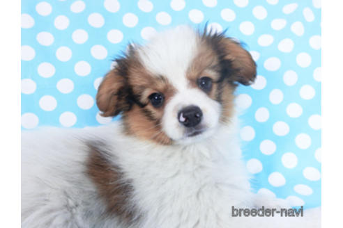 成約済の千葉県のパピヨン-162861の2枚目