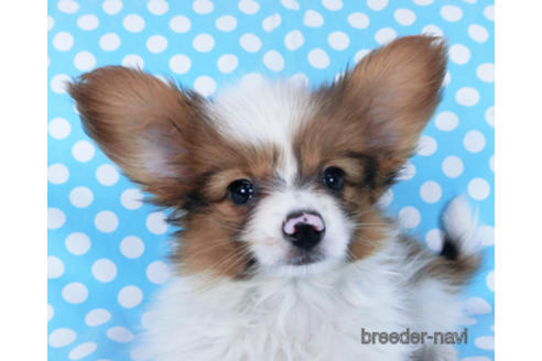 成約済の千葉県のパピヨン-162863の12枚目