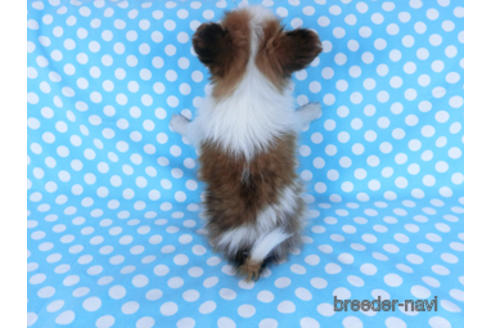 成約済の千葉県のパピヨン-162863の11枚目