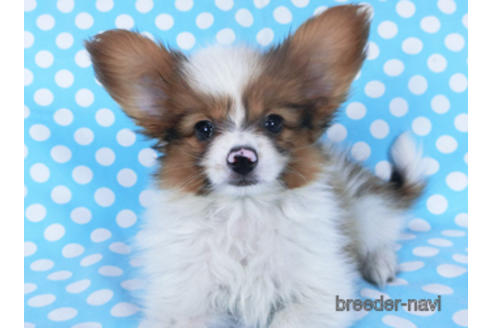 成約済の千葉県のパピヨン-162863の10枚目