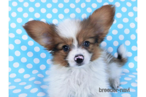 成約済の千葉県のパピヨン-162863の9枚目