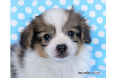 成約済の千葉県のパピヨン-164354の8枚目