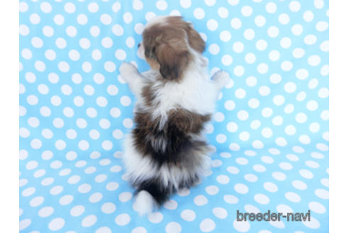 成約済の千葉県のパピヨン-164354の7枚目