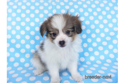 成約済の千葉県のパピヨン-164354の6枚目