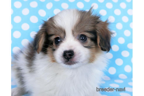 成約済の千葉県のパピヨン-164354の5枚目