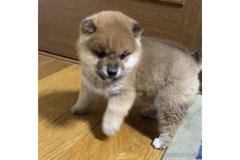 成約済の茨城県の豆柴-166167の2枚目