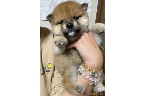 成約済の茨城県の豆柴-166167の3枚目
