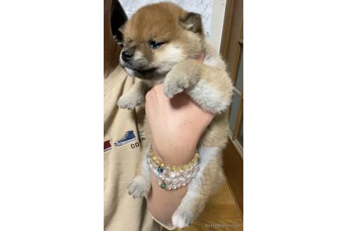 成約済の茨城県の豆柴-166167の5枚目