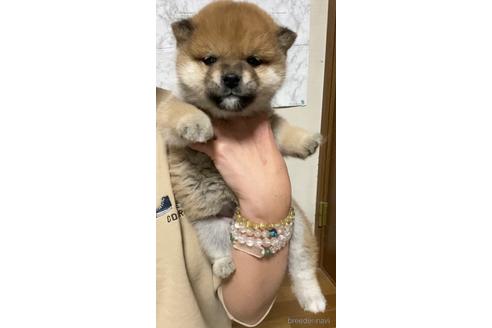成約済の茨城県の豆柴-166167の4枚目