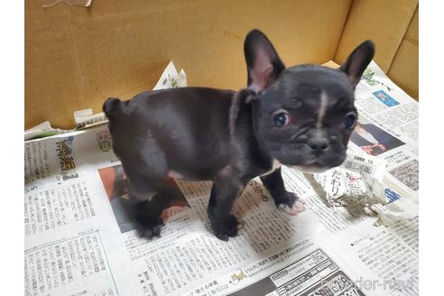 成約済の愛知県のフレンチブルドッグ-167007の8枚目