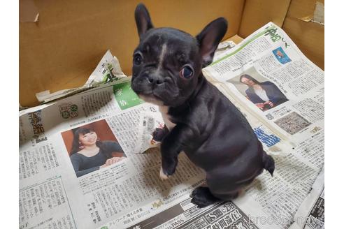 成約済の愛知県のフレンチブルドッグ-167007の2枚目