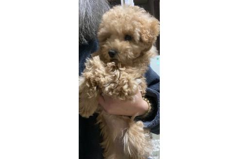 成約済の茨城県のトイプードル-161323の3枚目
