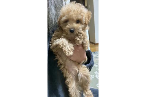 成約済の茨城県のトイプードル-161323の4枚目