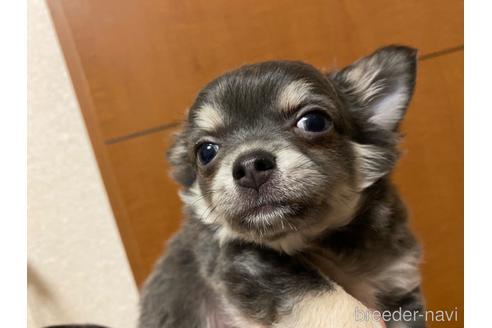 成約済の神奈川県のチワワ(ロングコート)-160033の11枚目