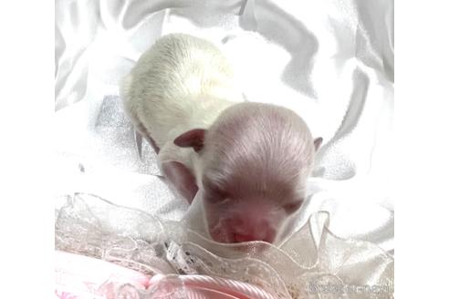 成約済の埼玉県のマルチーズ-167029の18枚目