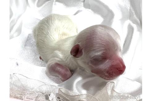 成約済の埼玉県のマルチーズ-167029の17枚目