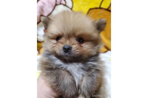 成約済の京都府のポメラニアン-167057の1枚目