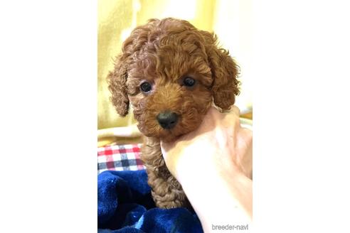 成約済の埼玉県のトイプードル-162389の12枚目