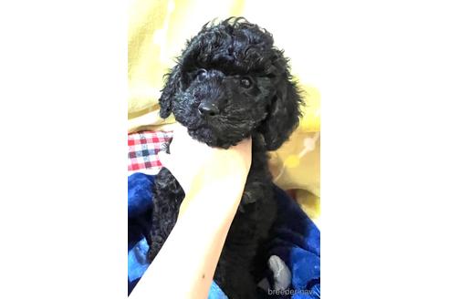 成約済の埼玉県のトイプードル-162384の19枚目