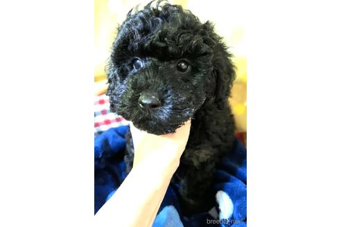 成約済の埼玉県のトイプードル-162384の17枚目