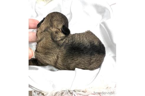 成約済の埼玉県のマルプー:マルチーズ×トイプードル-166945の53枚目