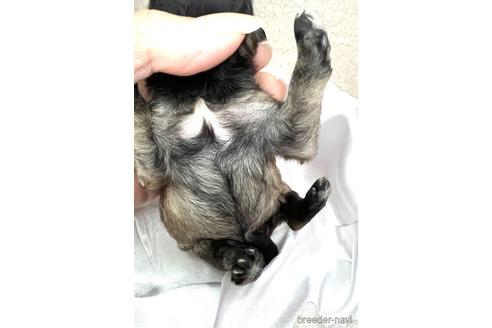 成約済の埼玉県のマルプー:マルチーズ×トイプードル-166945の50枚目