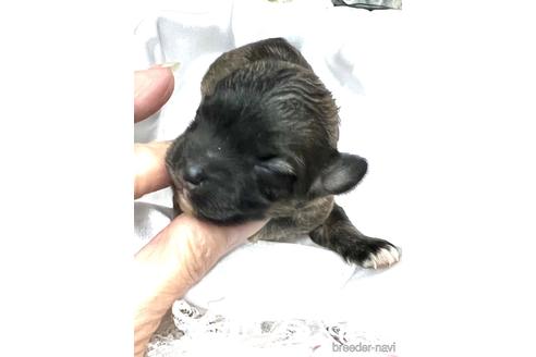 成約済の埼玉県のマルプー:マルチーズ×トイプードル-166942の23枚目