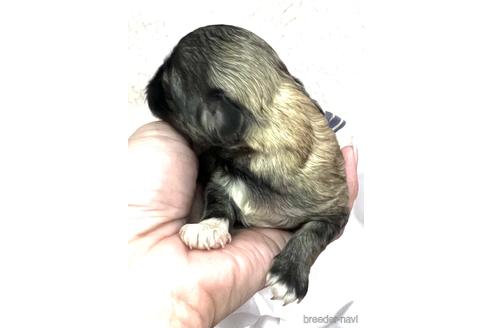 成約済の埼玉県のマルプー:マルチーズ×トイプードル-166942の21枚目