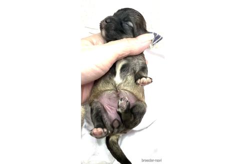 成約済の埼玉県のマルプー:マルチーズ×トイプードル-166942の20枚目