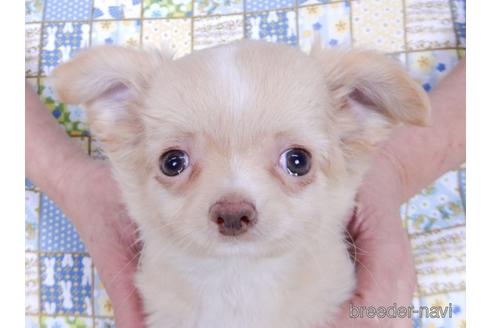 成約済の千葉県のチワワ(ロングコート)-162597の1枚目