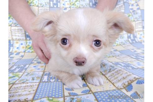 成約済の千葉県のチワワ(ロングコート)-162597の2枚目