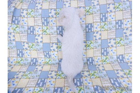 成約済の千葉県のチワワ(ロングコート)-162595の7枚目